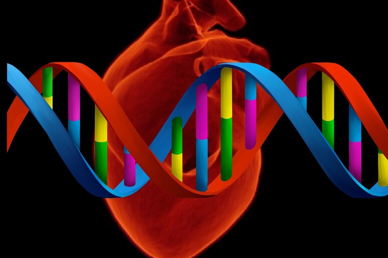 All 'origine delle malattie cardiovascolari c 'è un gene perduto già nei progenitori dell 'uomo - RIPRODUZIONE RISERVATA