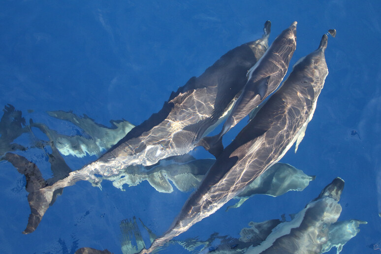 Avvistato raro branco di delfini nell 'area del Santuario Pelagos -     RIPRODUZIONE RISERVATA