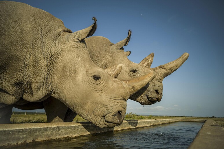 Fecondati gli ovuli prelevati dalle due femmine sopravvisute di rinoceronte bianco - RIPRODUZIONE RISERVATA