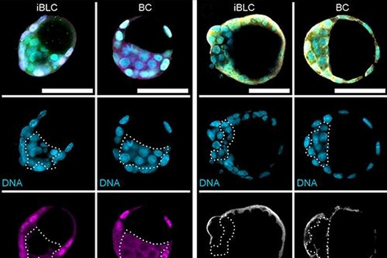 L 'embrione di topo ai primi stadi dello sviluppo prodotto in laboratorio e poi impiantato (fonte: RIKEN) - RIPRODUZIONE RISERVATA