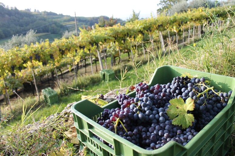 Amarone uva vendemmia (foto Consorzio Valpolicella) - RIPRODUZIONE RISERVATA