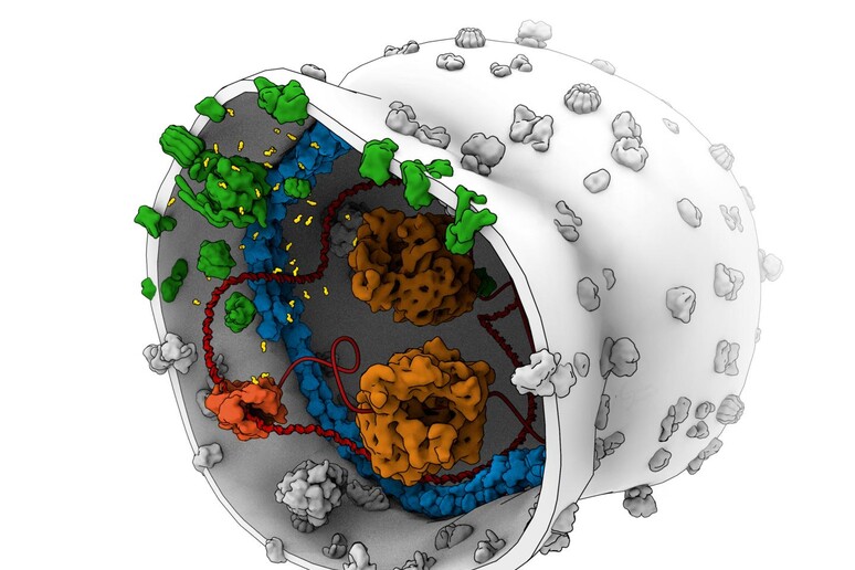 Rappresentazione artistica di una cellule sintetica, con i mitocondri per la produzione di energia (fonte: Bert Poolman / BaSyC consortium) - RIPRODUZIONE RISERVATA