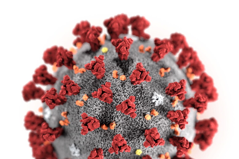 Il coronavirus © ANSA/EPA