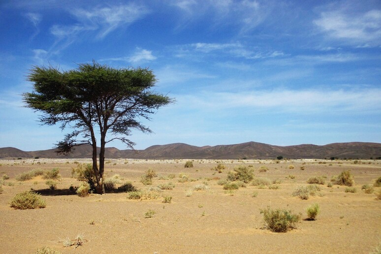 Nel Sahara occidentale e nel Sahel gli alberi sono più del previsto (fonte:Sandal74/Pixabay) - RIPRODUZIONE RISERVATA
