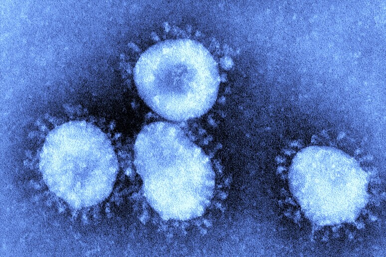 Coronavirus (fonte: CDC) - RIPRODUZIONE RISERVATA