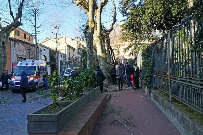 L 'albero caduto a Cava de ' Tirreni (Salerno) che ha provocato la morte di un  uomo - RIPRODUZIONE RISERVATA