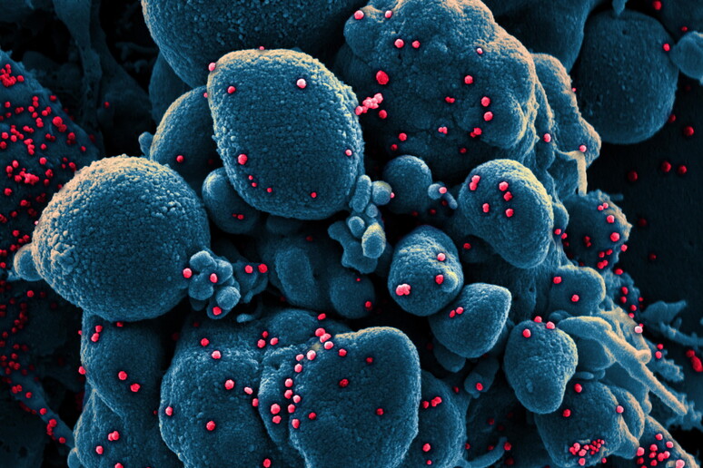 SARS-COV-2 virus © ANSA/EPA