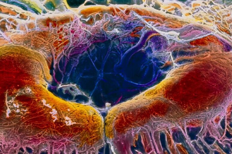 La Crispr-Cas applicata per la prima volta in vivo nelle cellule della retina (fonte: P. Motta/Università Sapienza di Roma/SPL) - RIPRODUZIONE RISERVATA