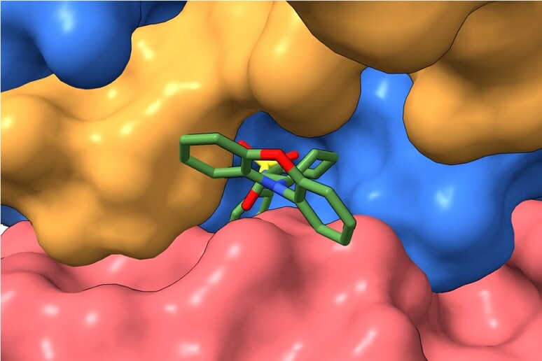 La molecola usata come esca, nella tasca dell 'enzima PP2A (fonte: Derek Taylor Lab) - RIPRODUZIONE RISERVATA