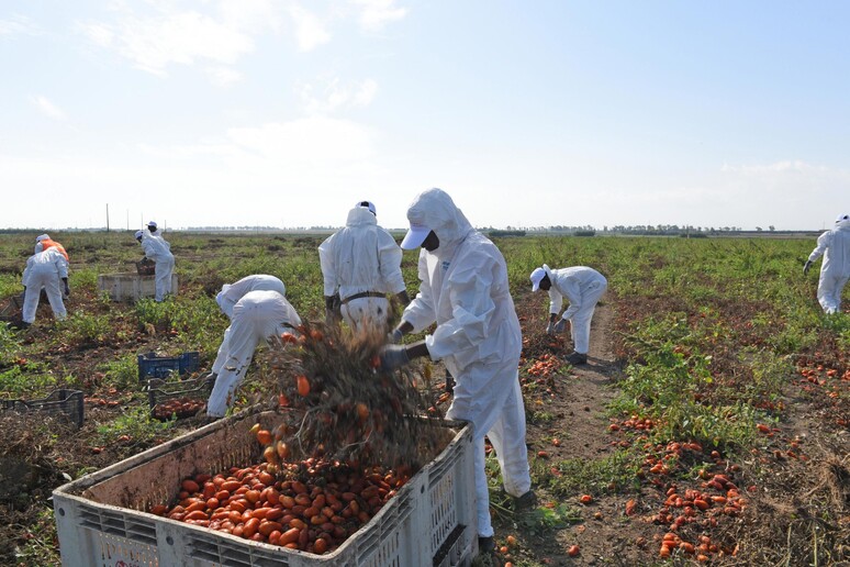 Lavoratori nei campi di pomodori - RIPRODUZIONE RISERVATA
