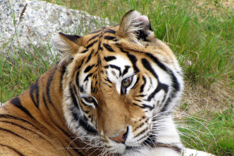 Una tigre (foto di archivio) - RIPRODUZIONE RISERVATA