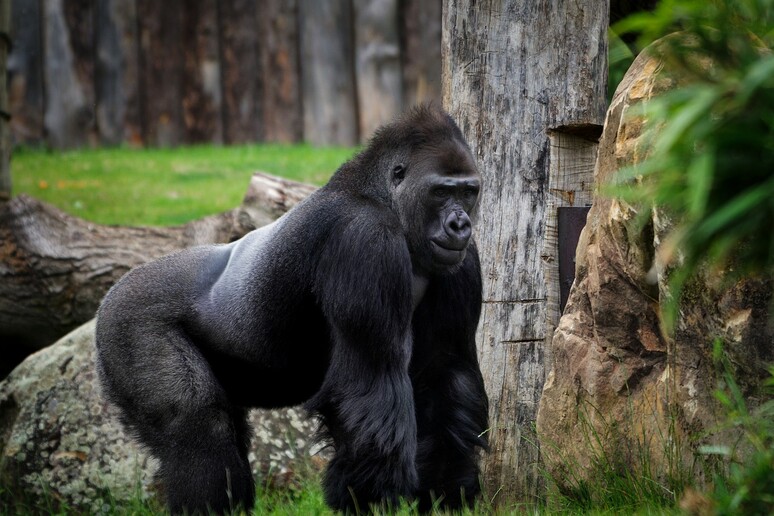 Un gorilla (fonte: Claudialauhof/Pixabay) - RIPRODUZIONE RISERVATA
