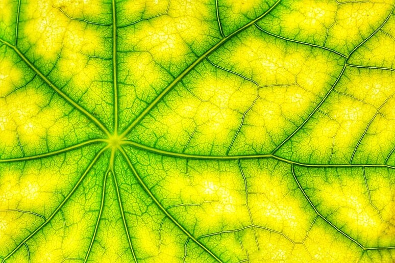 Imitano la fotosintesi le tecnologie della chimica verde (fonte: Pxfuel) - RIPRODUZIONE RISERVATA