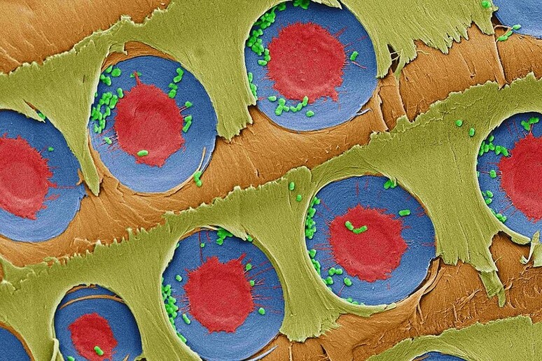 In verde i batteri intrappolati nelle membrane dello xilema, colorate in rosso e blu (fonte: MIT) - RIPRODUZIONE RISERVATA