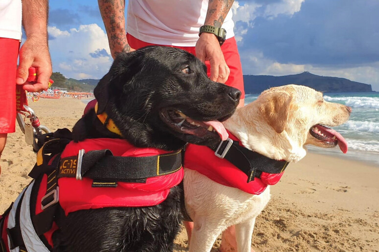 dog lifeguards -     ALL RIGHTS RESERVED