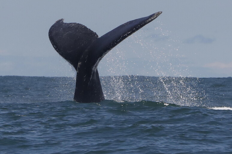 Una balena. Immagine d 'archivo © ANSA/EPA