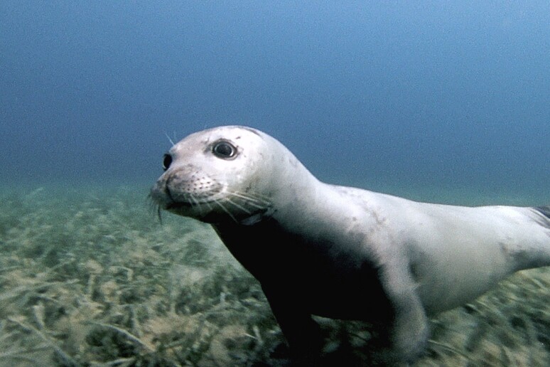 Al via nuovo studio sulla foca monaca nel Santuario Pelagos - RIPRODUZIONE RISERVATA