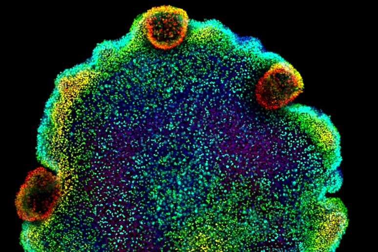 Il nucleo cellulare di un placozoo (fonte: Sebastian R. Najle/Centro de Regulación Genómica) - RIPRODUZIONE RISERVATA