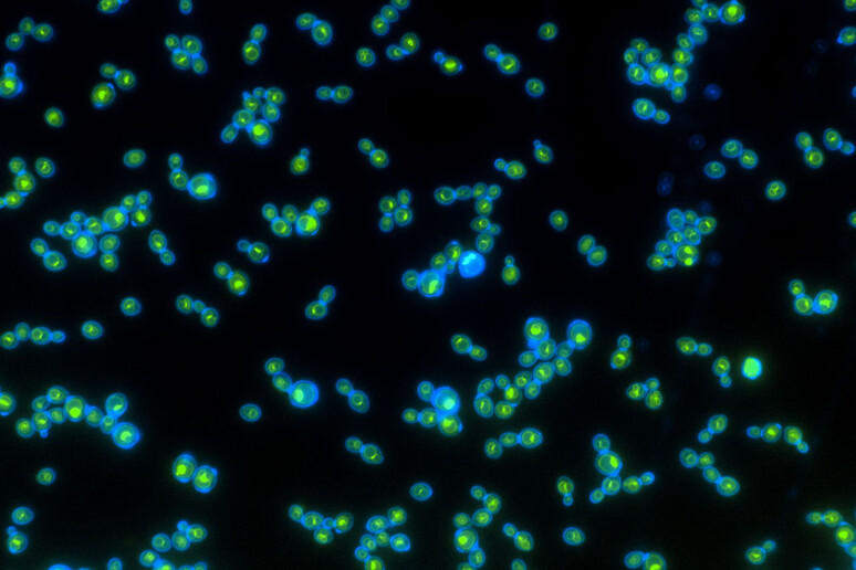 Le proteine di rodopsina in verde all 'interno delle cellule di lievito modificate (fonte: Anthony Burnetti, Georgia Institute of Technology) -     RIPRODUZIONE RISERVATA