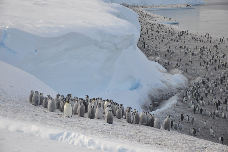 Scoperte in Antartide nuove colonie di pinguini Imperatore, che portano il numero totale a 66 (fonte: Christopher Walton) -     RIPRODUZIONE RISERVATA