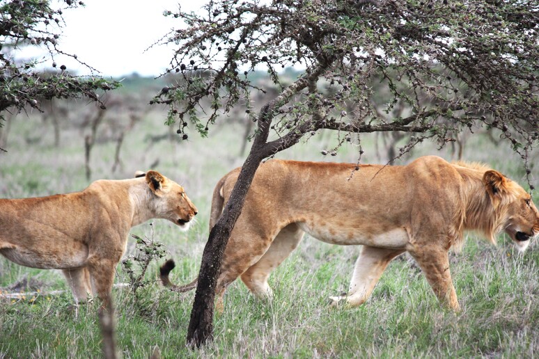 I leoni in Africa orientale hanno modificato le loro abitudini di caccia, dopo che il loro ecosistema è stato sconvolto da una specie invasiva di formiche (fonte: Todd Palmer) -     RIPRODUZIONE RISERVATA