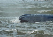Una delle sette balene spiaggiate