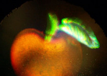 Ologrammi tridimensionali colorati ottenuti utilizzando la luce normale anziche' i laser