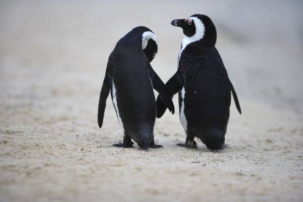 Pinguini innamorati all'Acquario di Cattolica