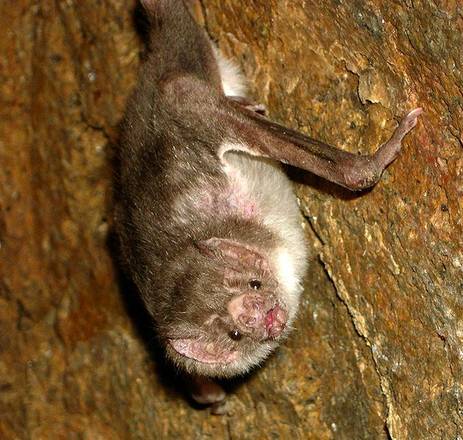 Il pipistrello-vampiro Desmodus rotundus, che per sopravvivere ha bisogno di sangue ogni due giorni (fonte: Paracas National Reserve, Departamento Ica, Peru)
