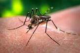 Casos de dengue cresceram na Itália