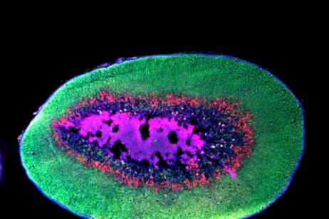 Le ghiandole surrenali di un topo monogamo della specie Peromyscus polionotus. In rosso la zona inaudita in cui si trovano le nuove cellule (fonte: Bendesky lab/Columbia’s Zuckerman Institute)