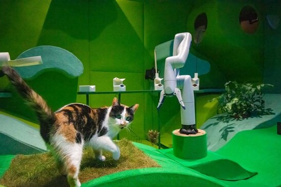 Il robot pensato per i gatti (fonte: Blast Theory - Stephen Daly)
