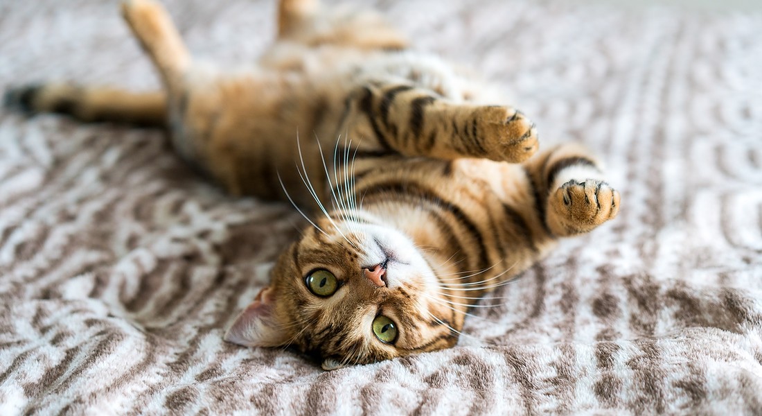 Fotografare i gatti, sette trucchi e un consiglio: avere pazienza - Pets -  ANSA.it