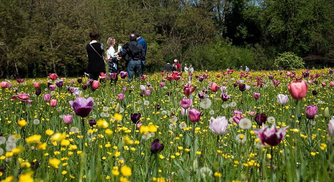 Fioritura di tulipani, uno spettacolo impressionista a Giardinity ...