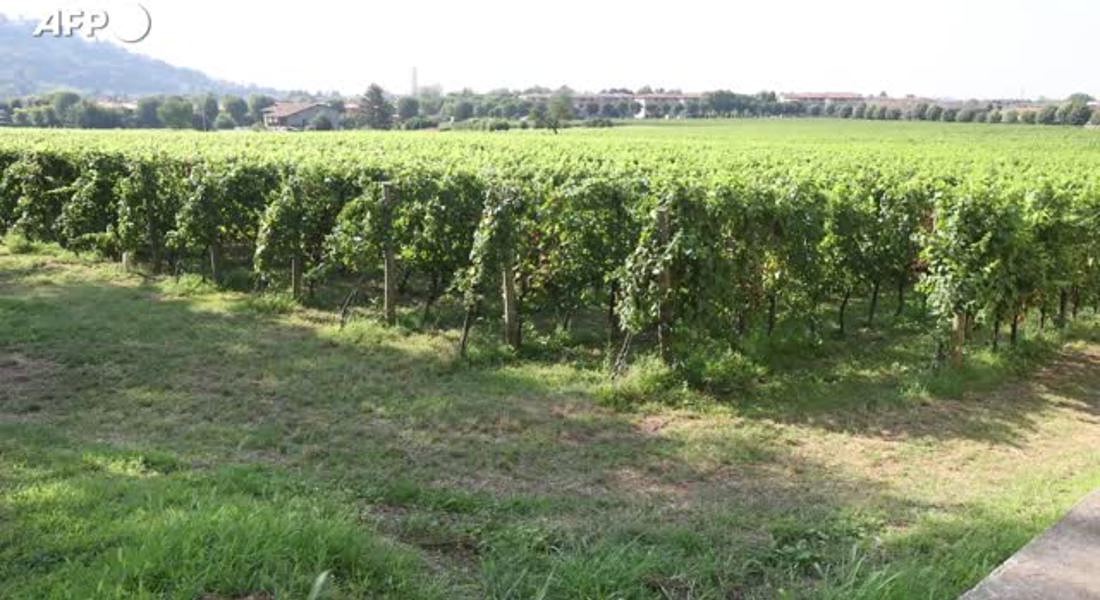 L'Italia resta leader del mondo del vino, ma cala la produzione © ANSA