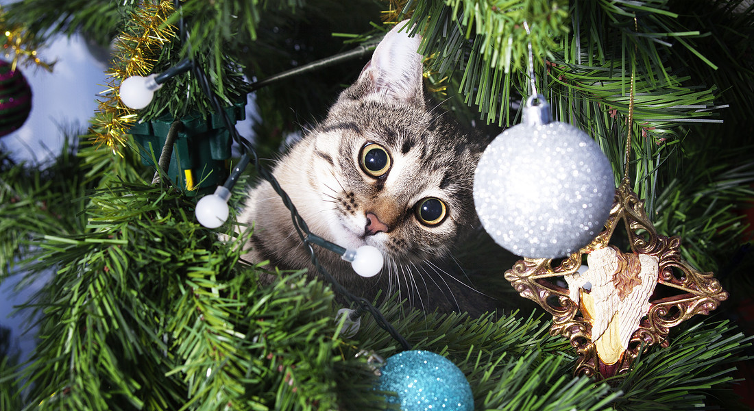 gattino gioca con l'albero di Natale foto Ukususha iStock. © Ansa
