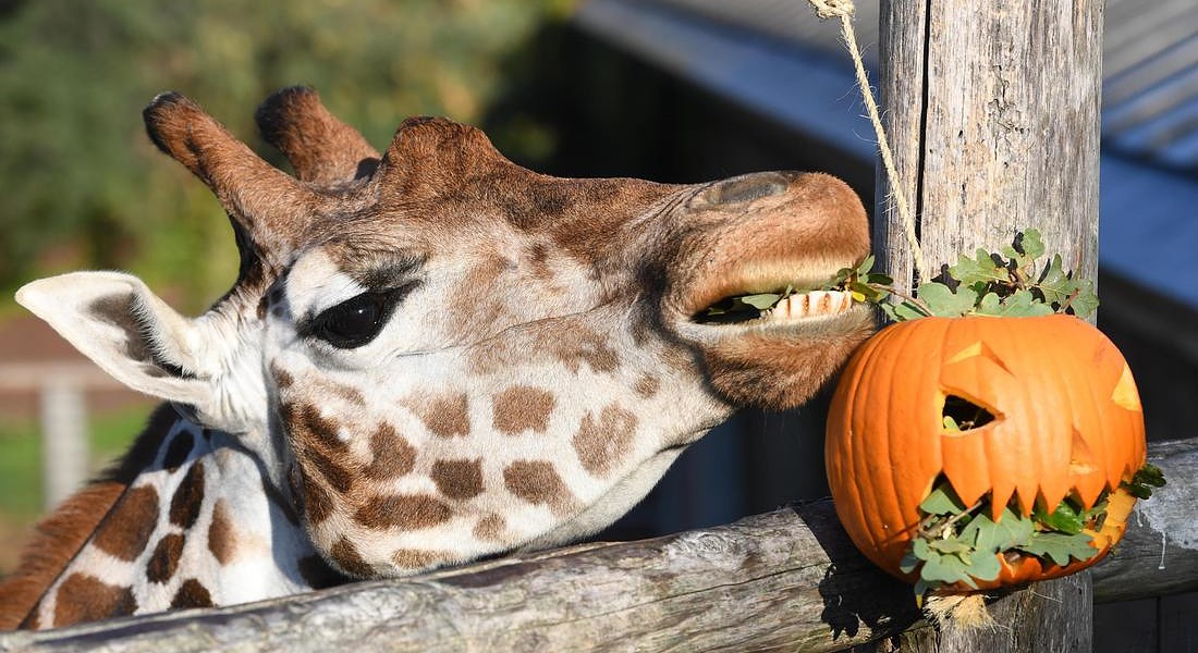 Halloween photocall at the London Zoo © EPA