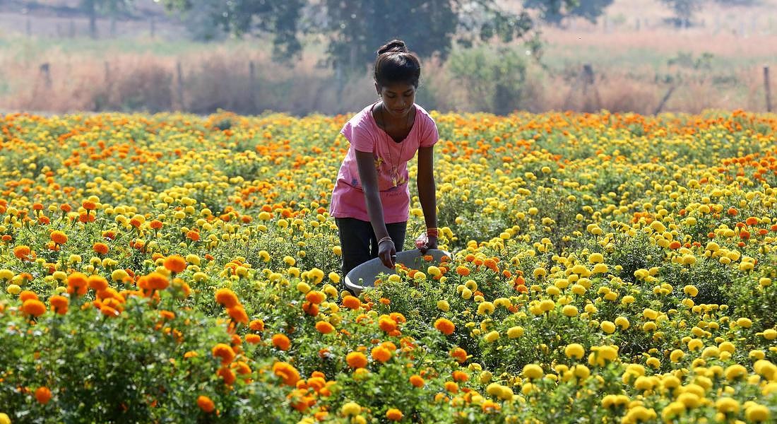 Indian villagers collect marigold flowers near Bhopal in preparation for the Diwali festival © EPA