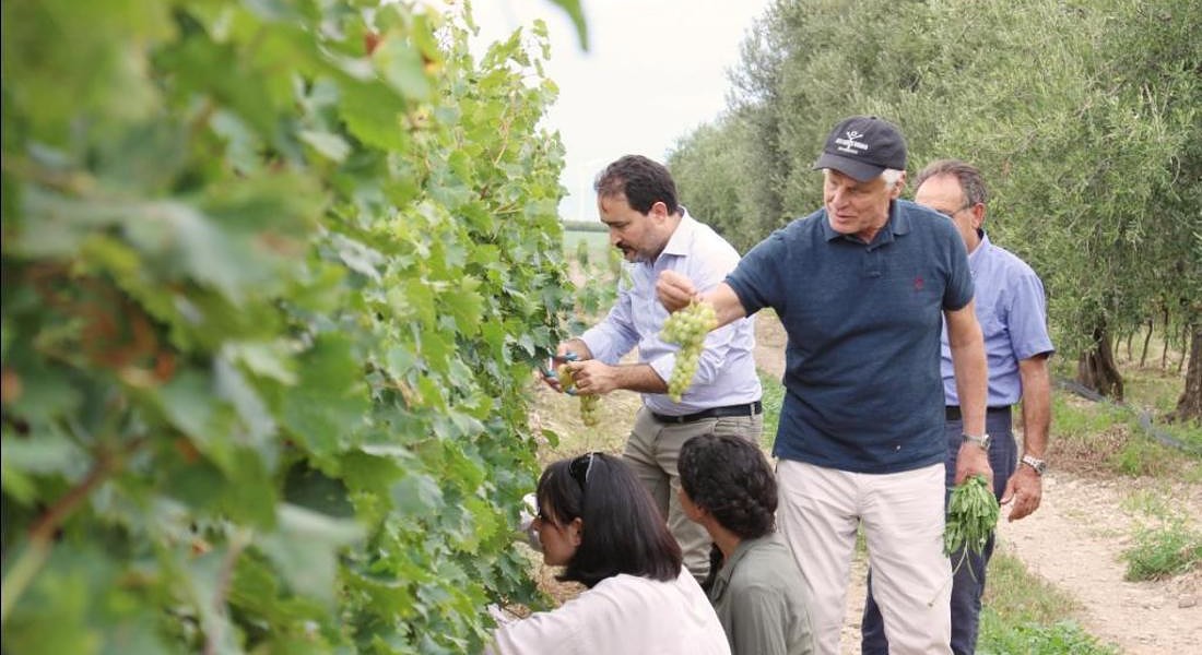 Michele Placido tra i filari dell'azienda vinicola a Capitanata, Puglia © ANSA