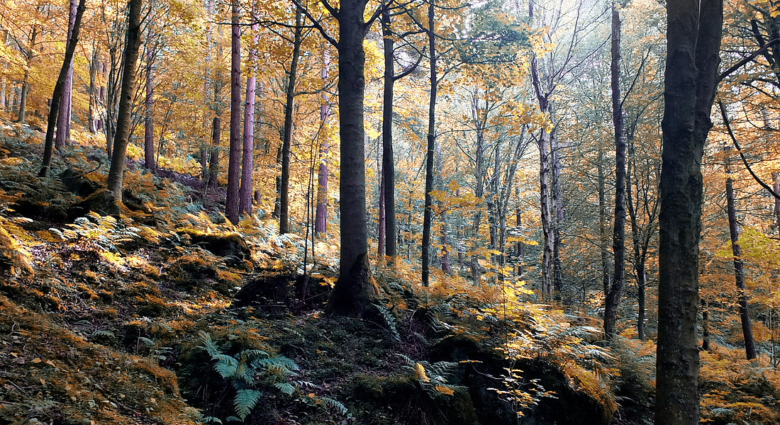 Un bosco in autunno foto Philip Openshaw iStock. © Ansa