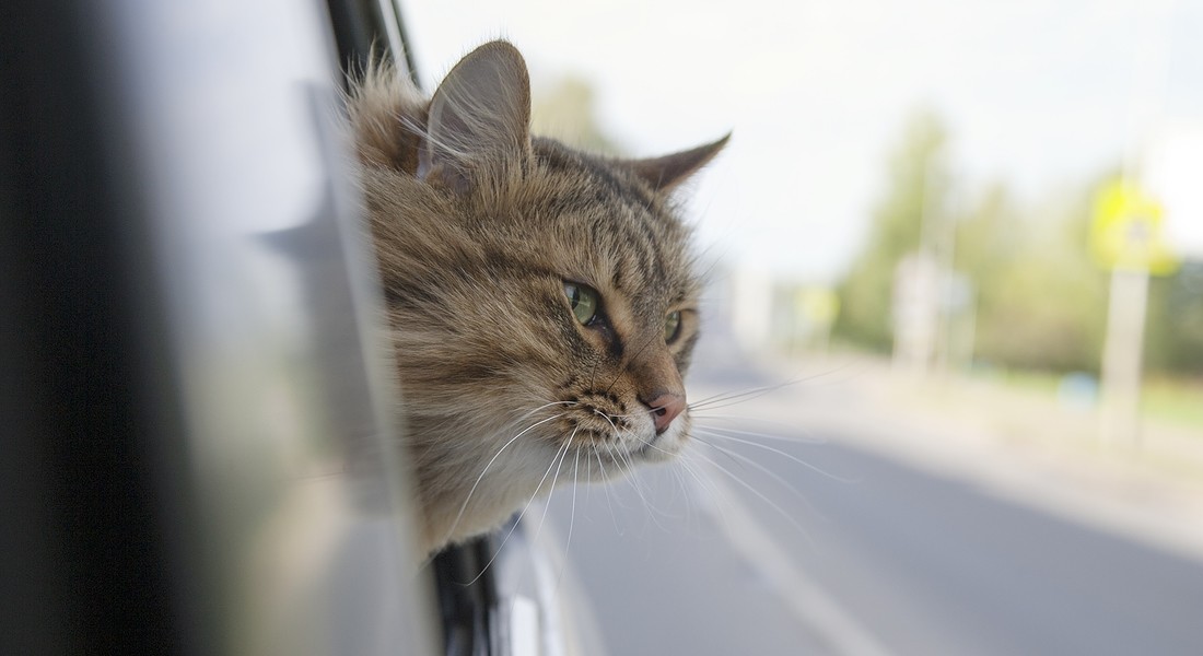 gatto in viaggio foto iStock. © Ansa