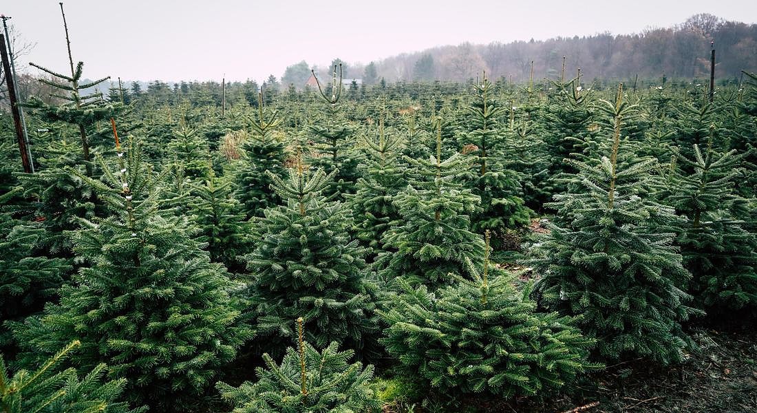 Christmas Trees from Northern Germany [ARCHIVE MATERIAL 20191206 ] © ANSA 