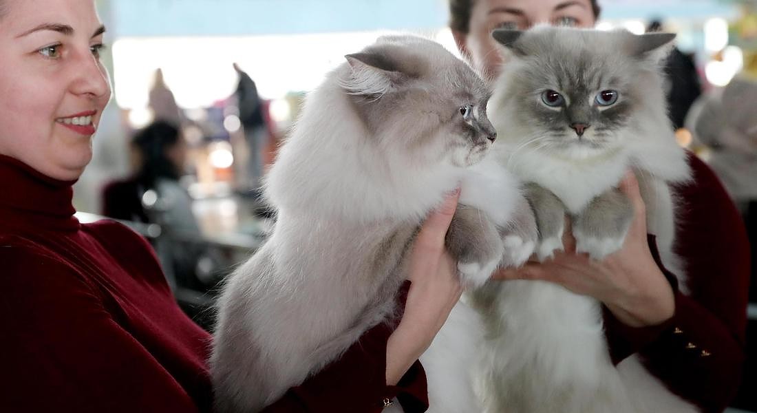 Cat exhibition in Bishkek © EPA