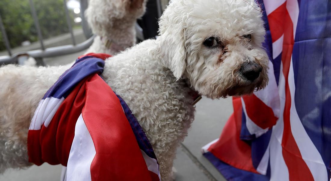 Un cane 'vestito' con la bandiera inglese durante le proteste per la Brexit © AP
