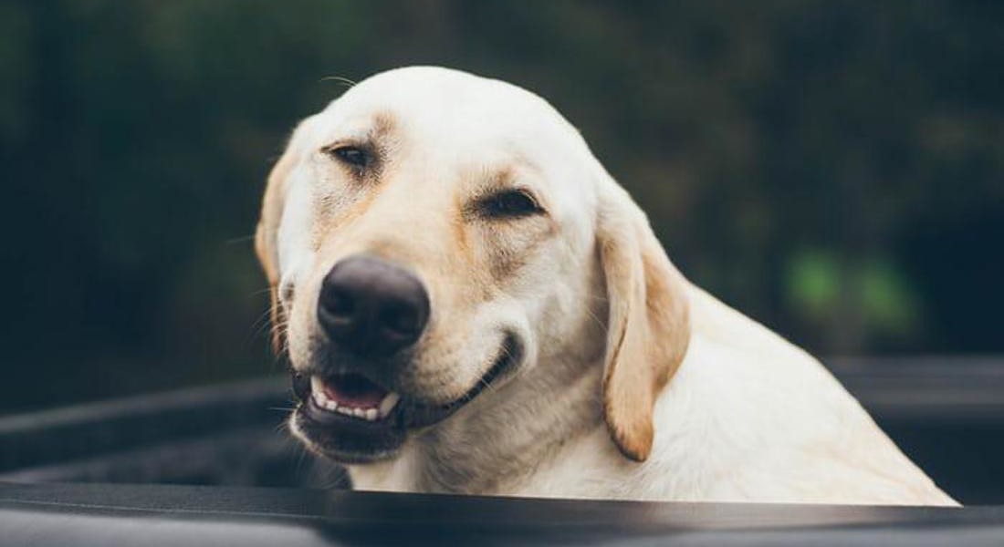 sorriso di un Labrador © ANSA