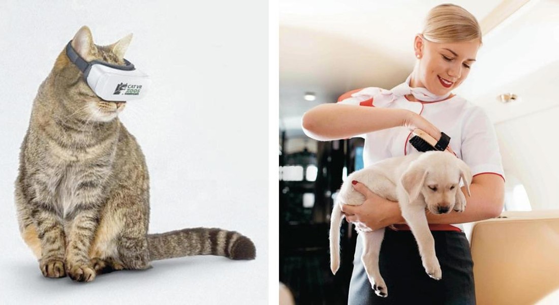 Nuovo trend lusso per pets, giochi elettronici e realt� virtuale per micio, qui CatVR, esperienza  immersiva per gatti di ZoosVictoria, foto Pinterest © ANSA