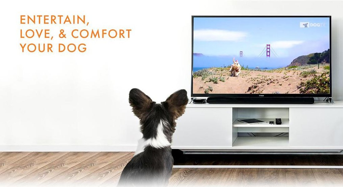 Nasce la tv che fa compagnia ai cani soli in casa, con palinsesti a misura di pets e programmi  stimolanti la loro attenzione, qui il canale DOGTV © ANSA