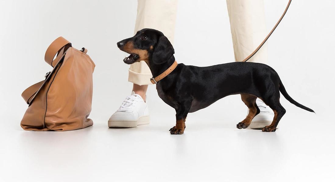 accessori di lusso per cani, qui il brand Growlmama fra i trend del momento nel report Nelly Rodi © ANSA