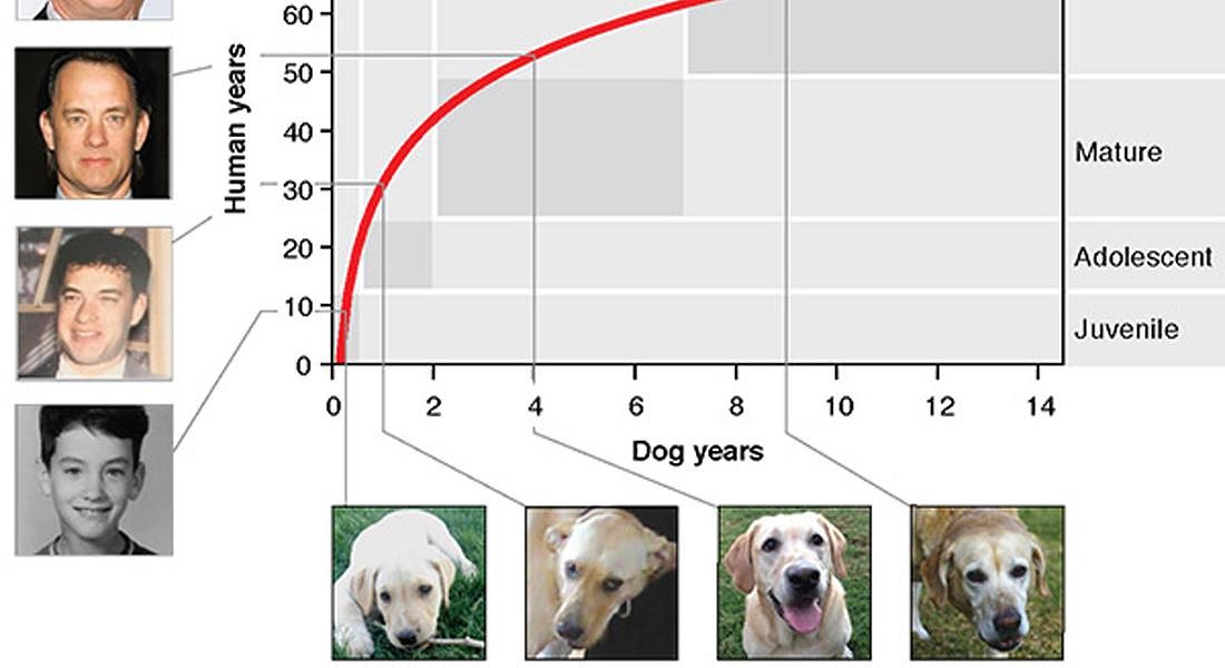 Il grafico per calcolare l'esatta età del tuo cane © ANSA