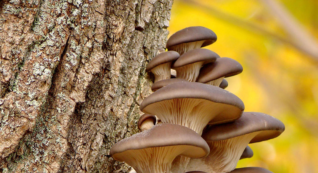IL 2021 � l'anno dei funghi, usati come materiale eco e green per le industrie e nel campo del benessere © ANSA